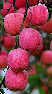 Apple Seeds for Planting - Grow Fresh Fruit