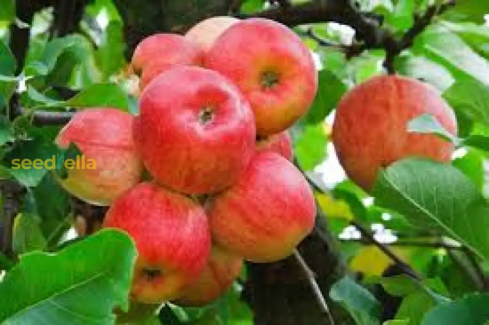 Premium Pink Apple Tree Seeds for Planting - Grow Your Own Delicious Apples