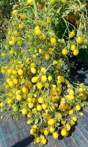 Barry's Cherry Seeds for Planting Delicious Fruit Planting Seeds