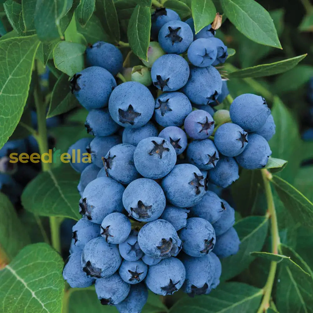 Berry Seeds for Planting Grow Juicy Fruits Year-Round