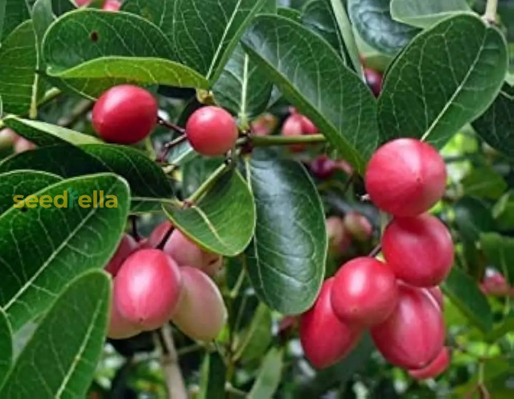 Planting Carissa Lime Berry Seeds Unique Flavor for Your Garden