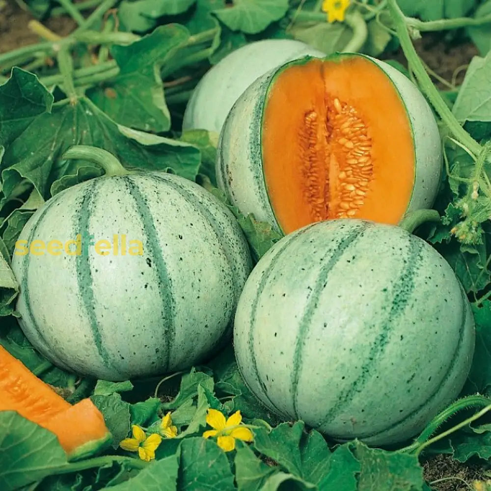 Charentais Melon Seeds for Planting - Sweet and Aromatic Summer Fruit