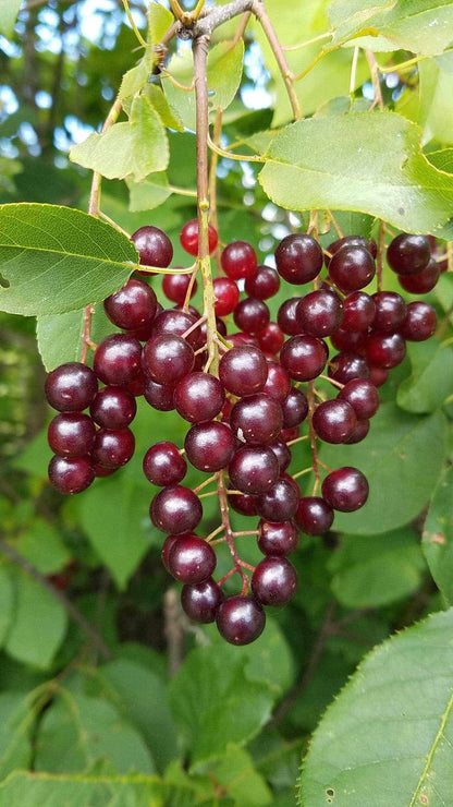 植え付け用のアメリカグミの種