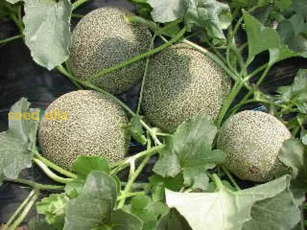 Yellow Galia Melon Seeds for Planting