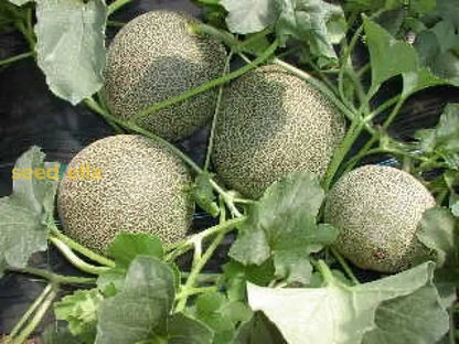 Yellow Galia Melon Seeds for Planting