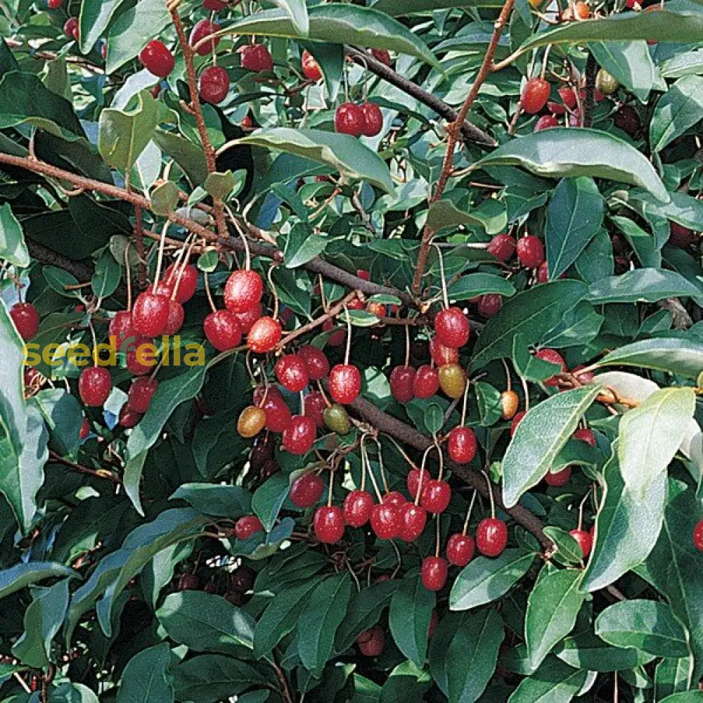 Goumi Fruit Seeds for Planting - Grow Your Own Delicious, Antioxidant-Rich Berries