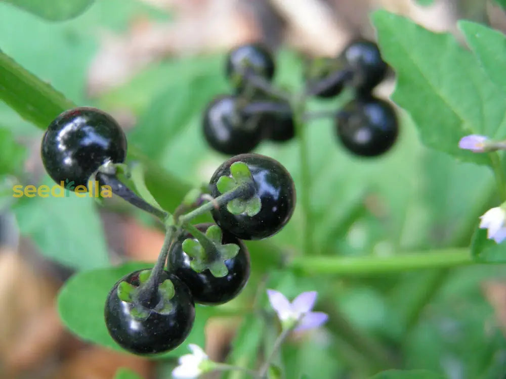 Huckleberry Planting Seeds for Growing Fruit Sweet and Tangy Berries at Home