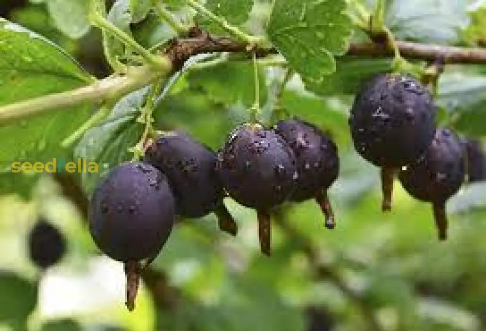 Jostaberry Seeds for Planting | Unique Hybrid Fruit Planting Seeds