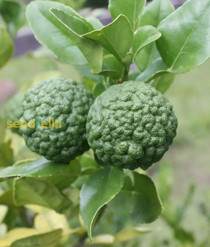 Kaffir Fruit Seeds for Planting - Perennial Citrus Trees for Fresh Fragrance and Flavor