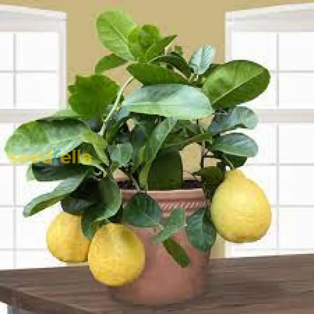 Ponderosa Lemon Tree Planting Seeds Grow Your Own Citrus Indoors or Outdoors