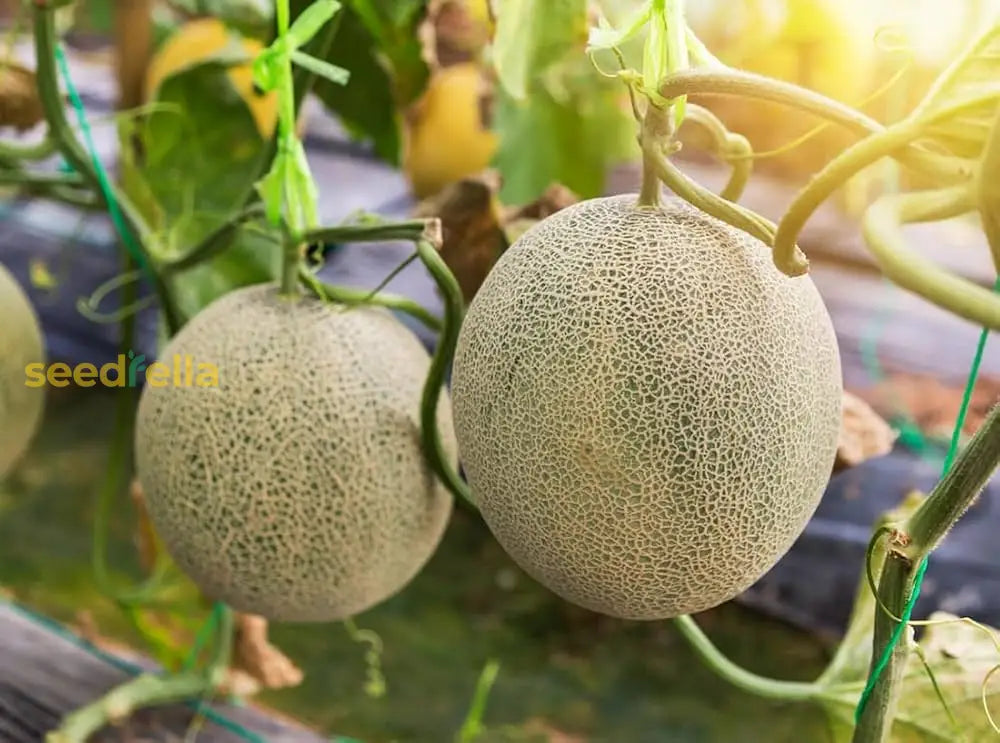 Orange Melon Vegetable Seeds for Easy Planting