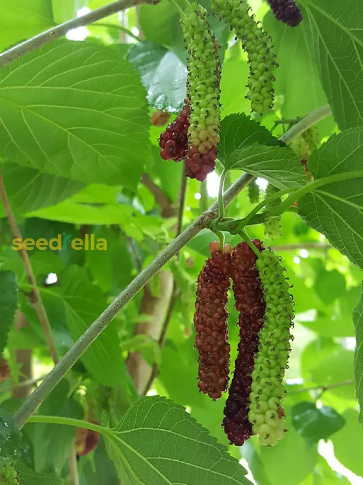 Mulberry Fruit Planting Seeds - Grow Your Own Delicious Mulberries with Easy Planting Instructions