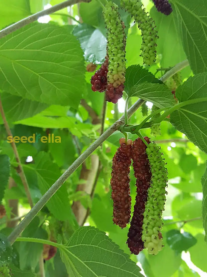 Mulberry Fruit Planting Seeds - Grow Your Own Delicious Mulberries with Easy Planting Instructions