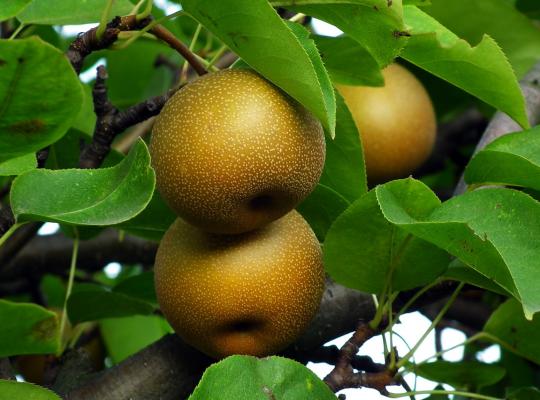 Brown Pyrus Pyrifolia Seeds for Planting