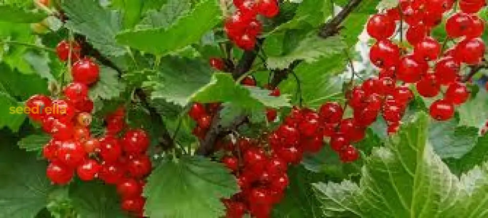 Red Currant Fruit Seeds for Planting Grow Flavorful Currants in Your Garden