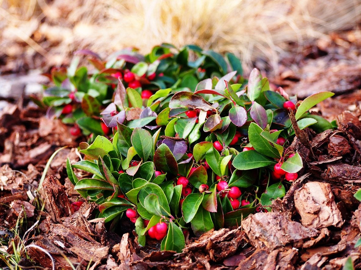 Red Wintergreen Fruit Planting Seeds for Perennial Gardens Grow Edible Red Berries