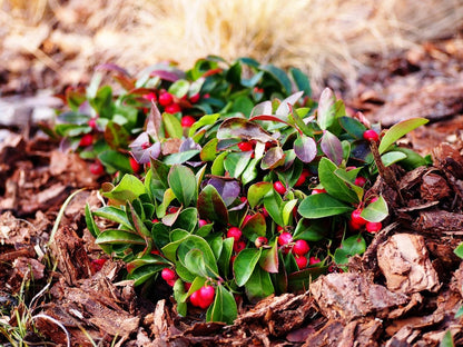 Red Wintergreen Fruit Planting Seeds for Perennial Gardens Grow Edible Red Berries
