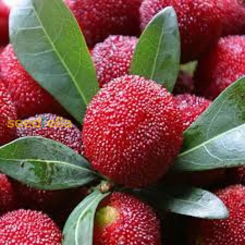 Rubra Fruit Seeds for Planting - Grow Delicious Red Fruits in Your Garden