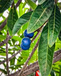 Rudraksha Fruit Planting Seeds - Grow Your Own Sacred Tree