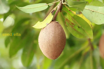 Sapodilla Fruit Planting Seeds for Thriving Home Gardens