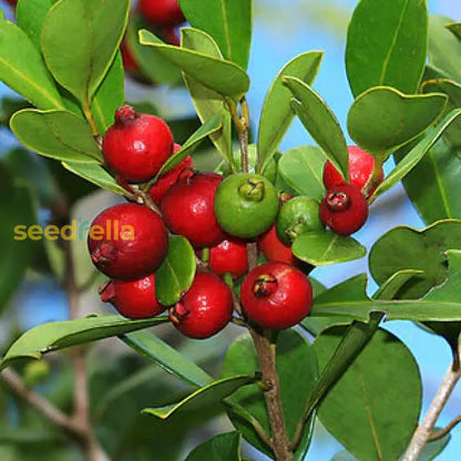 strawberry guava seeds Strawberry Guava Seeds For Planting Grow Your Own Delicious Fruit Organic Garden Seeds – Pure Asia Seeds