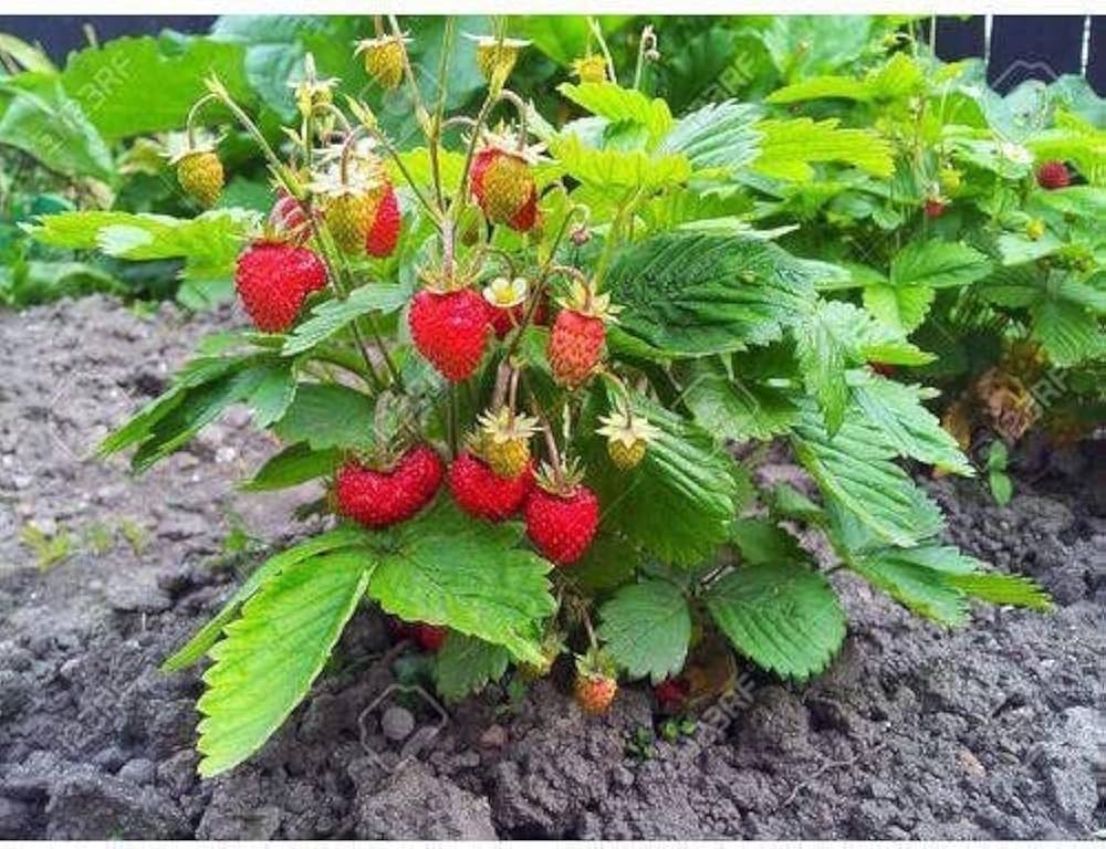 Strawberry Planting Seeds for Lush Garden Fruits - Easy to Grow
