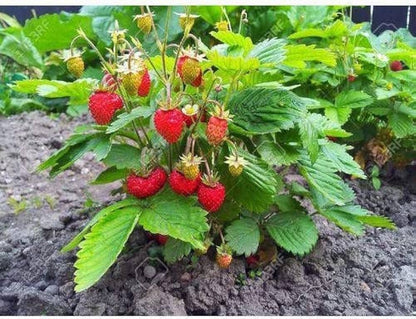 Strawberry Planting Seeds for Lush Garden Fruits - Easy to Grow