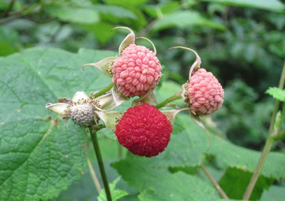 Thimbleberry Fruit Planting Seeds - Grow Delicious Thimbleberries in Your Garden!