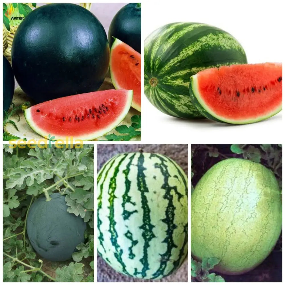 Mixed Watermelon Seeds for Planting | Grow Delicious Watermelon in Your Garden