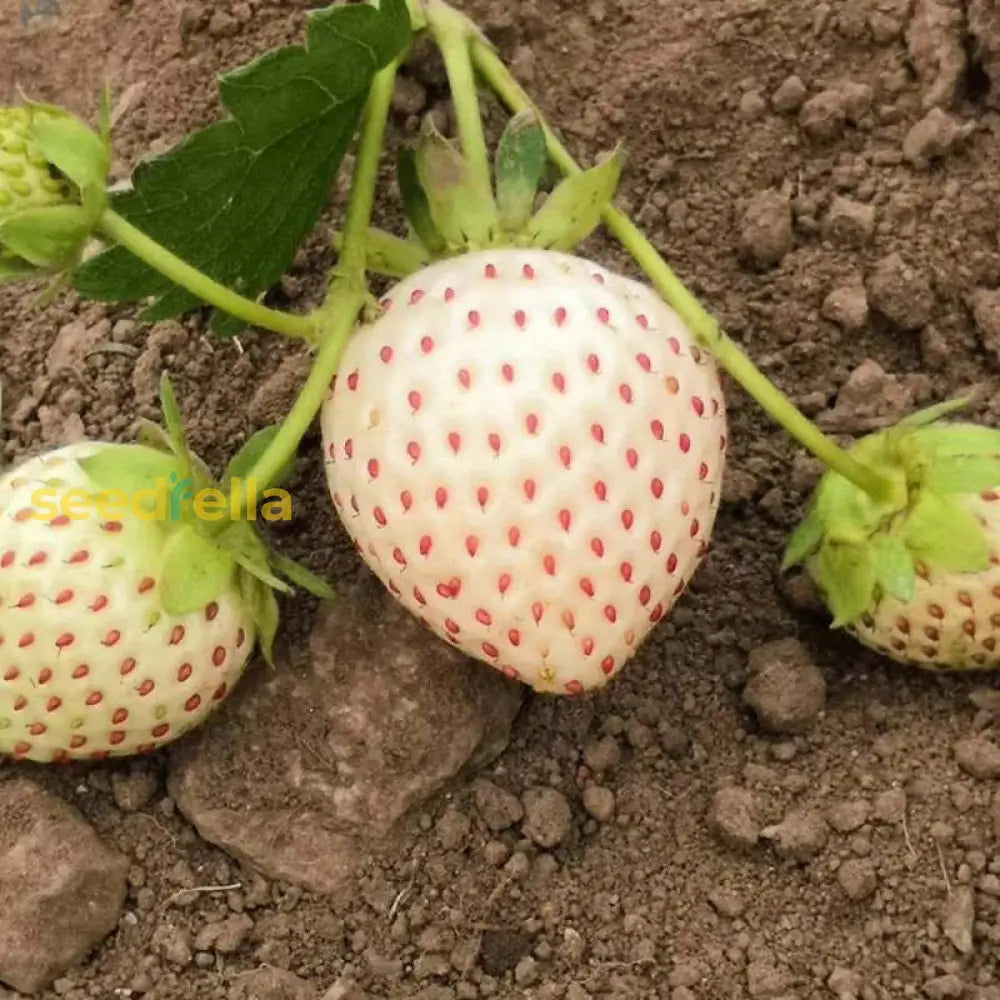 White Strawberry Planting for Edible Landscapes Seed for Fresh Garden Treats