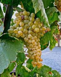 Wine Grape (Vitis vinifera) Domestic Mixed Colors Fruit Vine Seeds