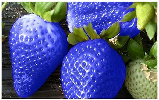 Strawberry Fruit Seeds Planting blue