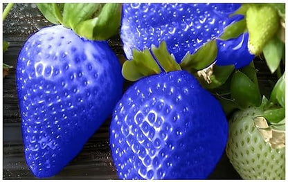 Strawberry Fruit Seeds Planting blue