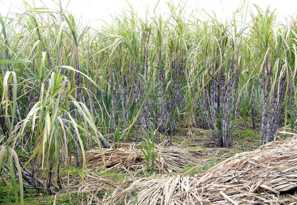 Sugarcane Seeds for Sweet Harvest: Easy Planting Instructions