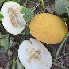 Sweet Melon Seeds for Easy Planting