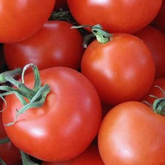 Heirloom Tomato Homestead Bulk Seeds For Home Gardens heirloom non-gmo organic garden seeds