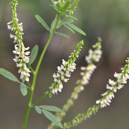 白い花の甘いクローバー（Melilotus officinalis var. alba）甘いクローバー 蜜クローバーの花の種