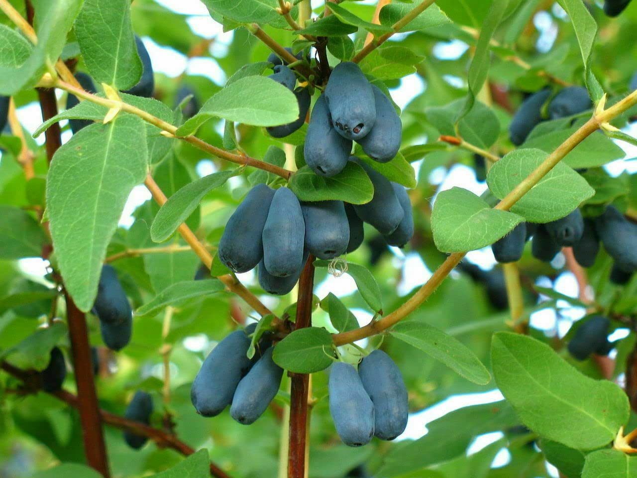 Lonicera Caerulea Seeds – Rare Honeyberry Fruit Plant For Garden heirloom non-gmo organic garden seeds