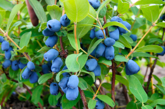 Honeyberry Blue Honeysuckle Lonicera Caerulea Edible Fruit Shrub Seeds heirloom non-gmo organic garden seeds