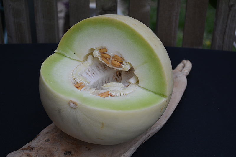 Honeydew Green Flesh Melon (Cucumis melo Inodorus) Fruit Seeds