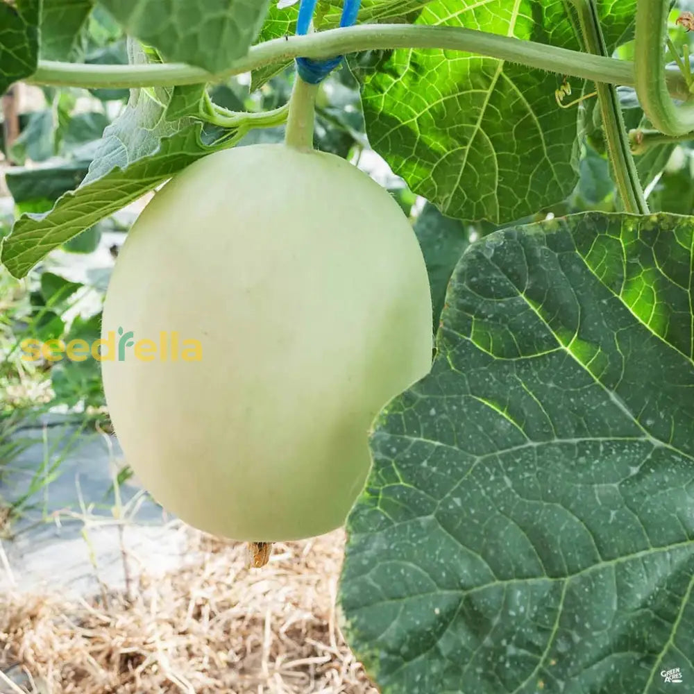 Green Honeydew Melon Seeds for Planting