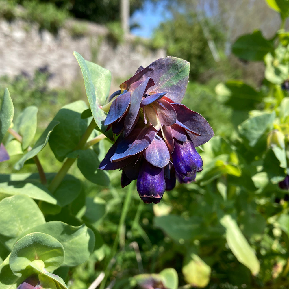 Cerinthe Blue Shrimp Flower Seeds