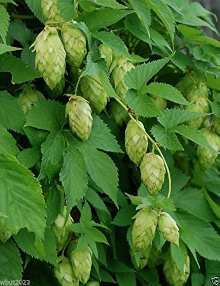 普通のホップ（ホムルス・ルプルス）つる性植物の種子 – ビール作りの材料の種子