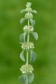 アホエラントの種子 - あなたの庭のための上質な植え付けセット