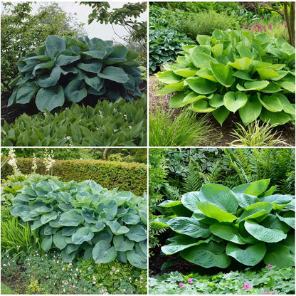 Hosta Seeds Mixed Colors Herb Seeds