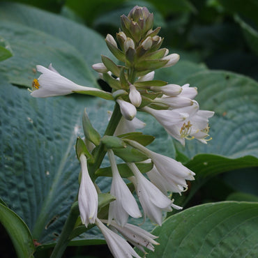 Hosta Sieboldiana 'Elegans' Flower Seeds
