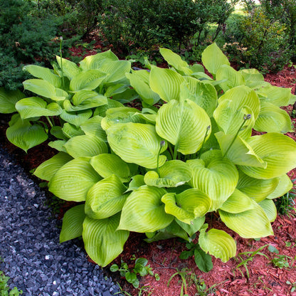 Hosta 'Sum and Substance' Plant Seeds