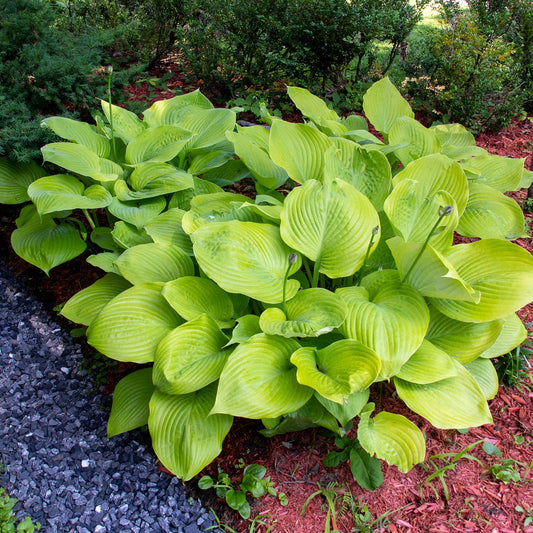 Hosta 'Sum and Substance' Plant Seeds
