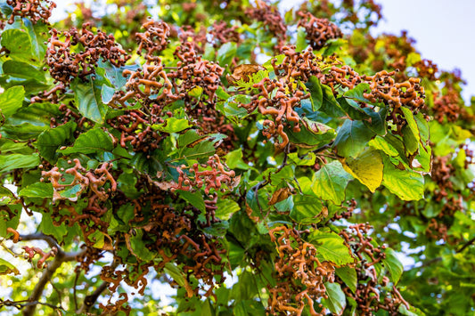 Japanese Raisin Tree Hovenia Dulcis Edible Fruit Oriental Honey Flowers Seeds heirloom non-gmo organic garden seeds