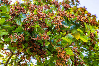 Japanese Raisin Tree Hovenia Dulcis Edible Fruit Oriental Honey Flowers Seeds heirloom non-gmo organic garden seeds